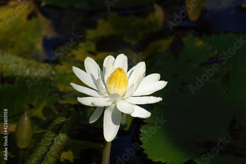 White water lily