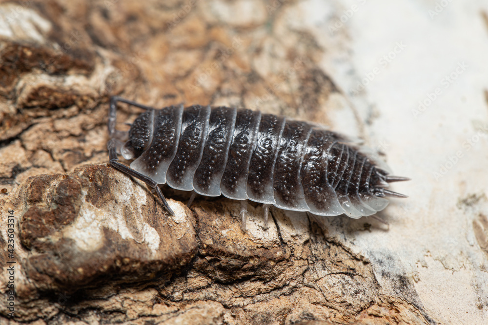 Porcellio hoffmannseggi on a piece of white bark Porcellio hoffmannseggi on a piece of white bark