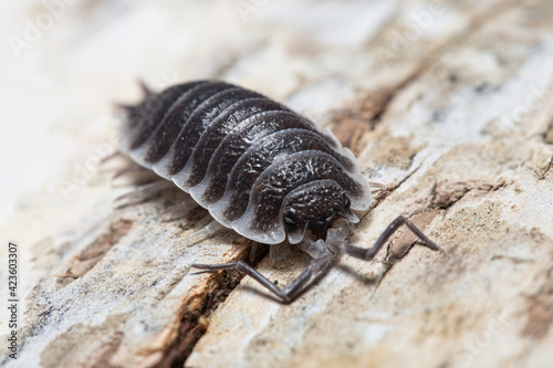 Porcellio hoffmannseggi on a piece of white bark 