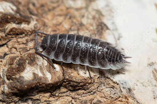 Porcellio hoffmannseggi on a piece of white bark 