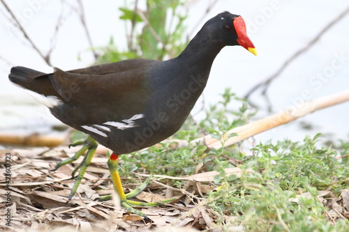 LA GALLINETA AMERICANA
