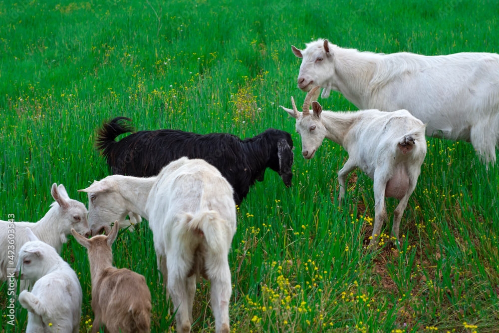 Beautiful goats grazing in the meadow Beautiful goats grazing in the meadow