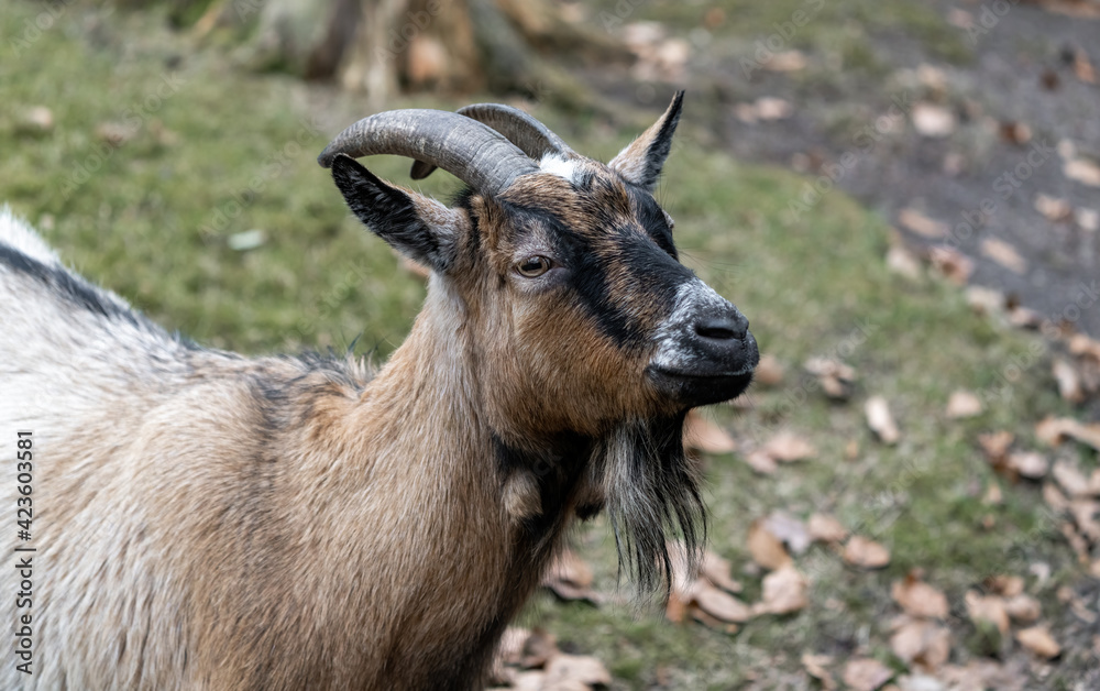 Obraz premium Portrait of brown goat (Capra aegagrus hircus) standing with blurred background. Selective focus.