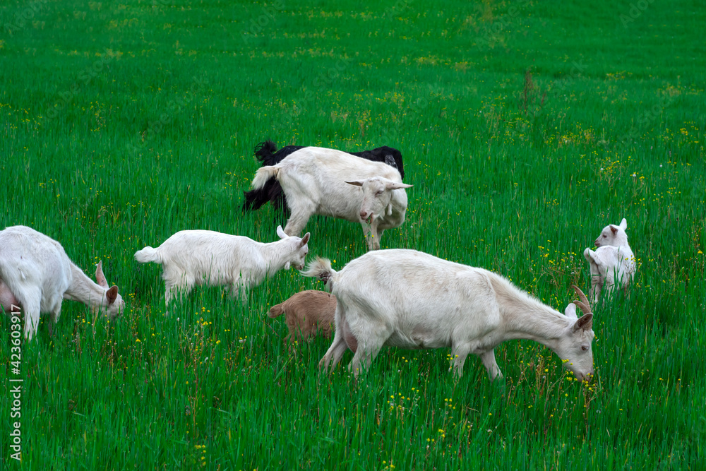Fototapeta premium Beautiful goats grazing in the meadow