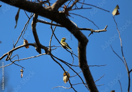 bird on tree