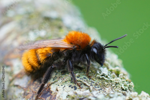 Closeup of a colorful female Tawny mining , Andrena fulva photo
