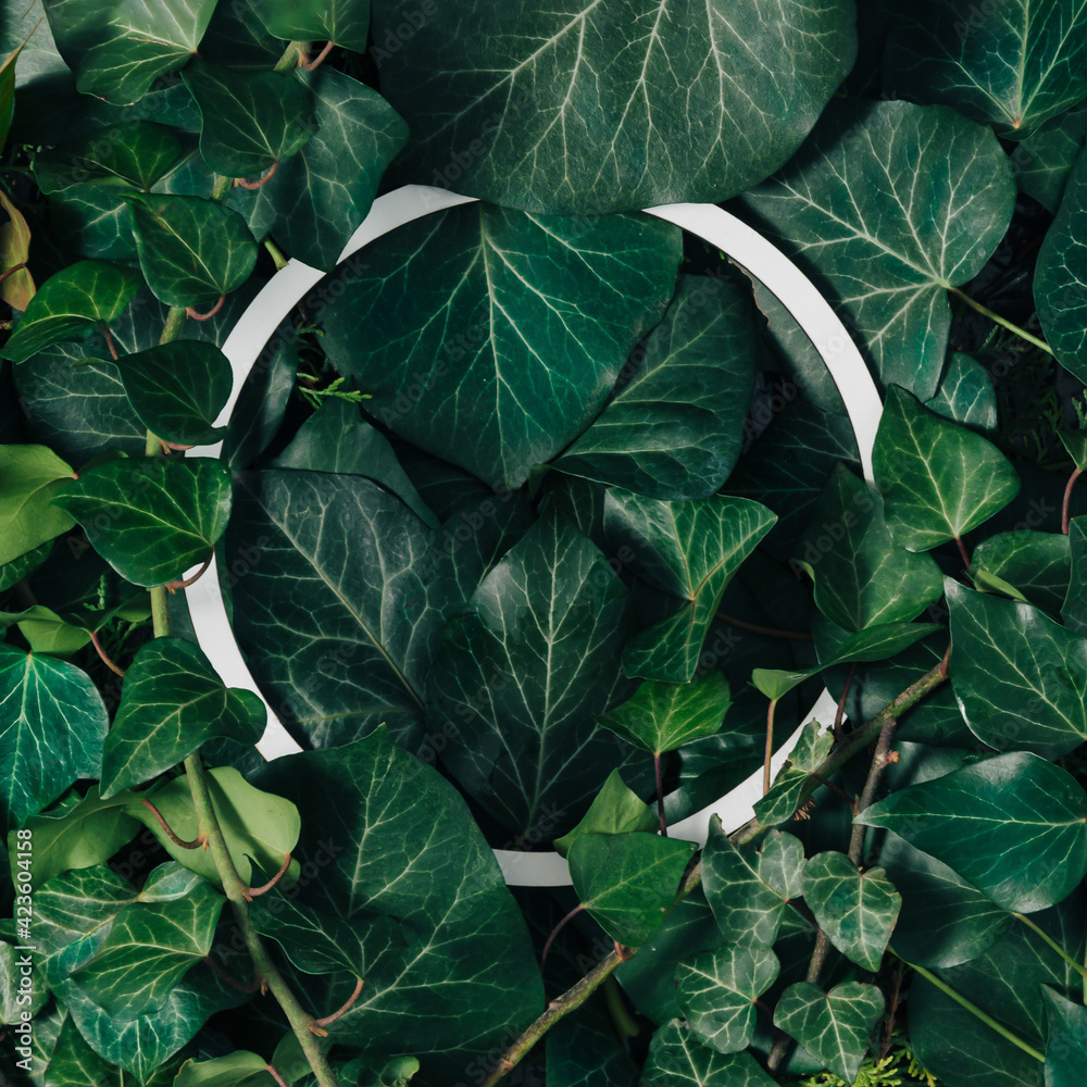 Creative layout made of natural green leaves and round frame. Minimal flat lay. Nature background. Creative layout made of natural green leaves and round frame. Minimal flat lay. Nature background.