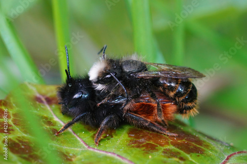 Closeup of a copulation of the horned orchard mason bee , Osmia cornuta in the garden photo
