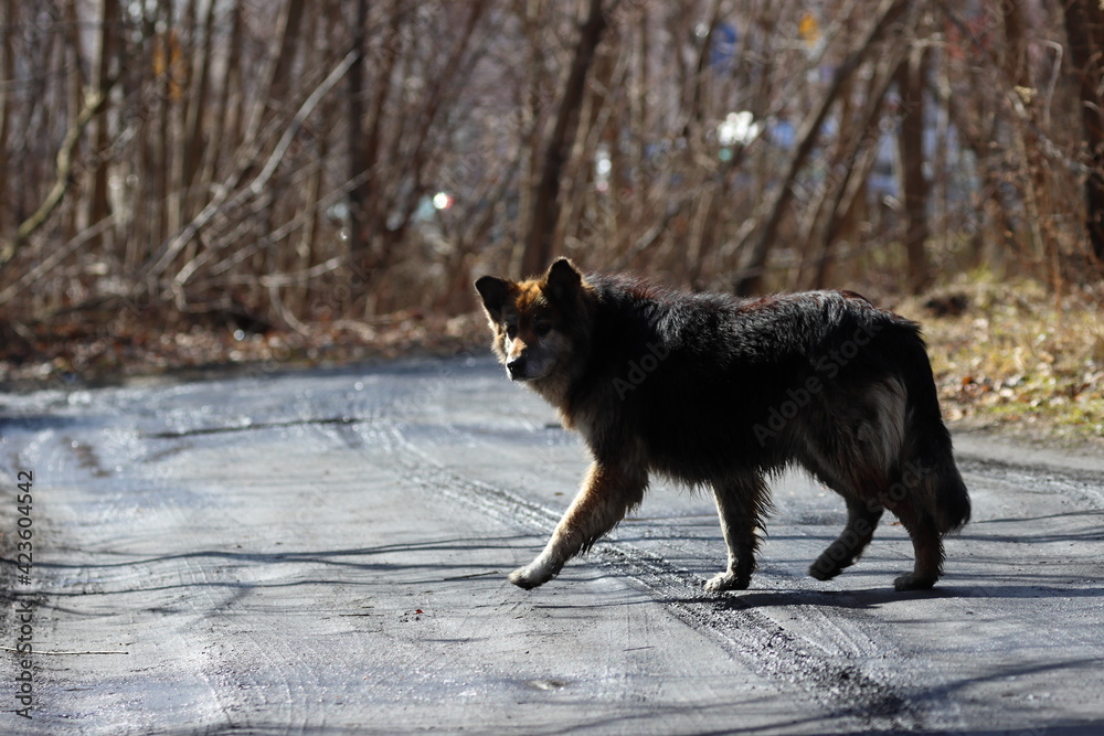 Naklejka premium dog in snow