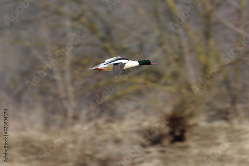 duck  in flight © Robert