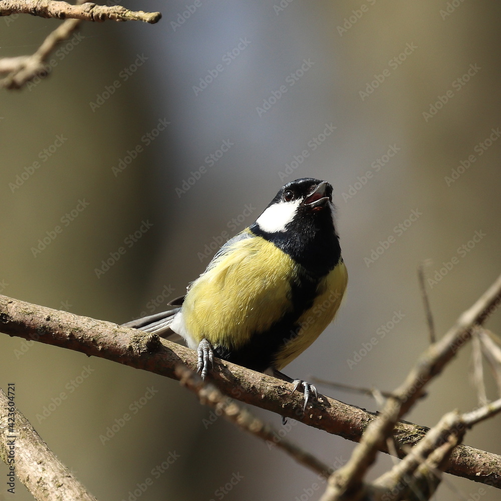 a titmouse on a tree, Polish wild nature a titmouse on a tree, Polish wild nature