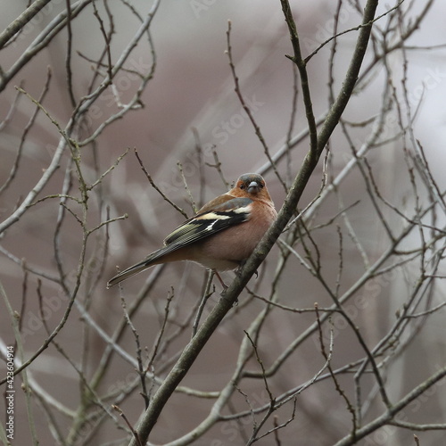 chaffinch on a tree, Polish wild nature