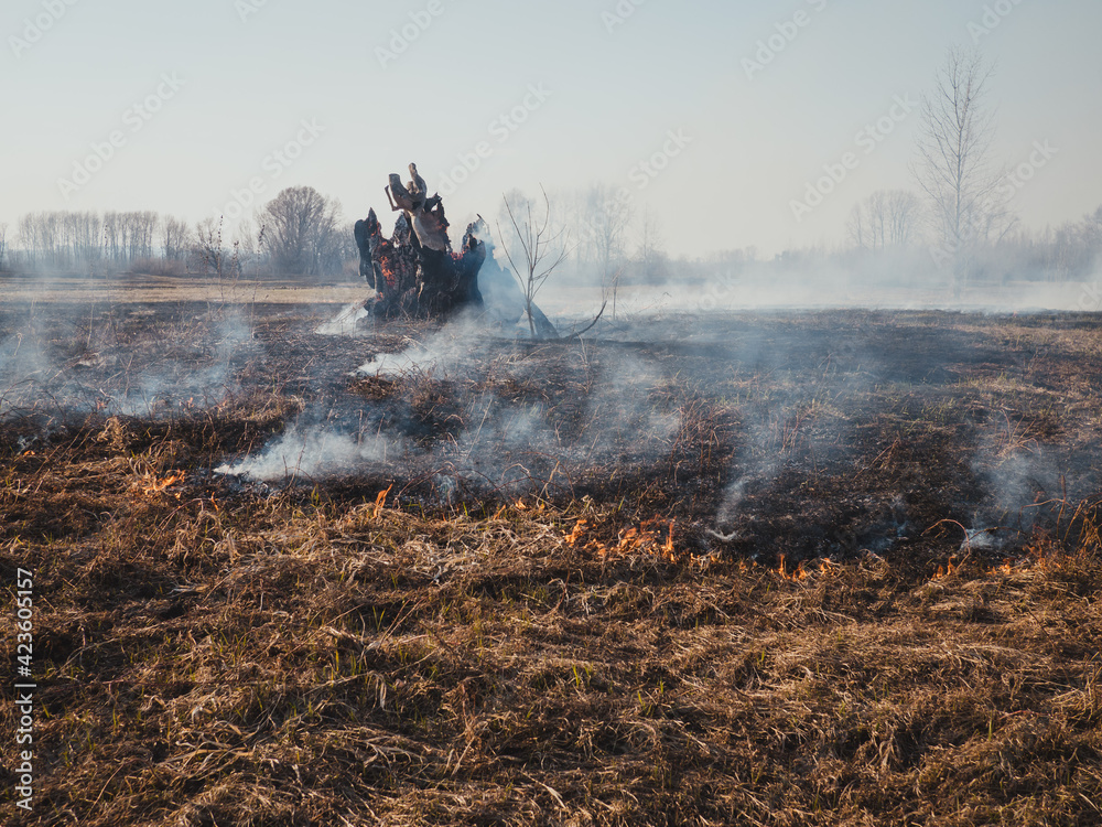 Fototapeta premium Forest fire ashes