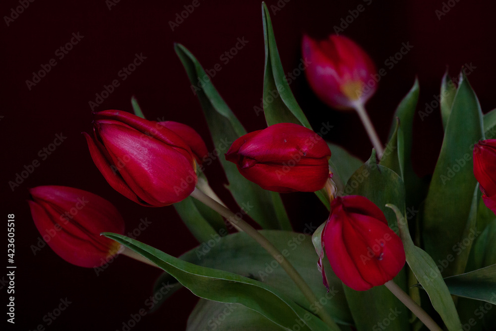 low key aufnahme eines strauss dunkelroter tulpen low key aufnahme eines strauss dunkelroter tulpen