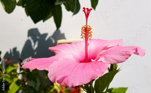 light pink hibiscus in the garden