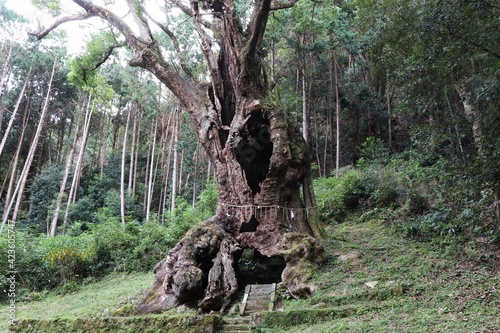 佐賀県　武雄神社の大楠 photo