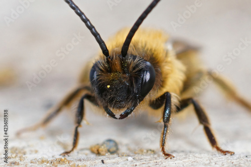 Frontal closeup of the male of the Grey-gastered mining bee, Andrena tibialis photo