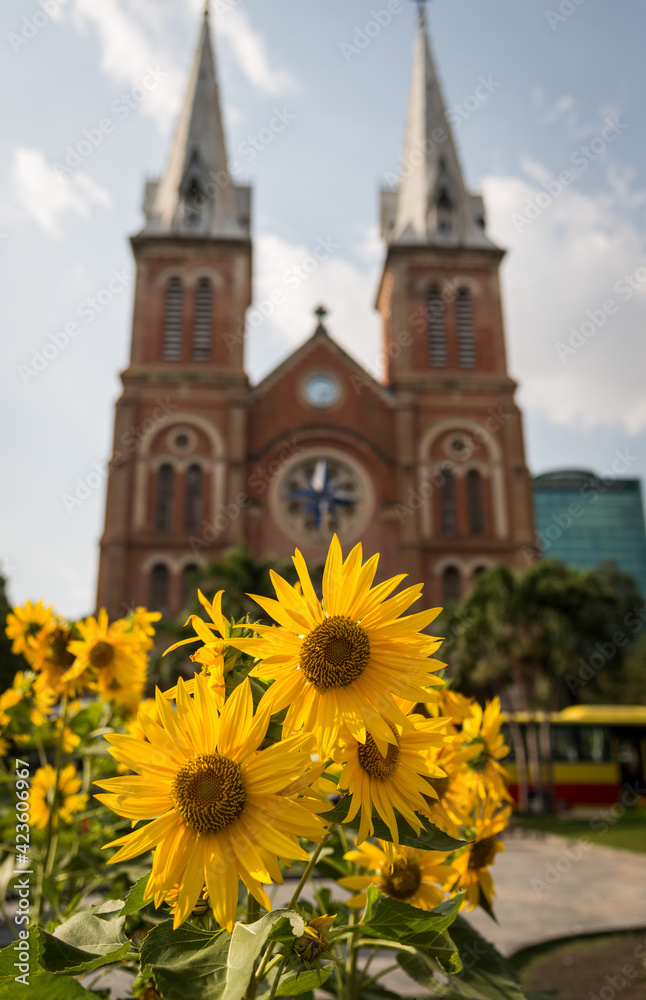yellow flower in front of tan dinh church in ho chi minh city
