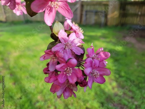 Crabapple Blossom 4 - 2021
