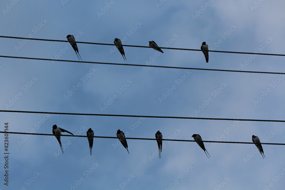 birds on wire birds on wire