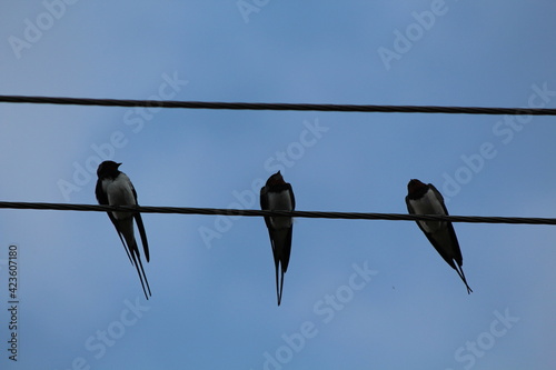 birds on a wire
