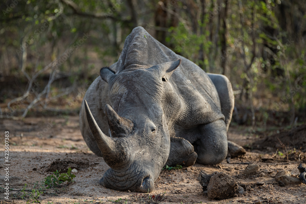 Fototapeta premium A Starving White Rhino seen during a drought on a safari in South Africa