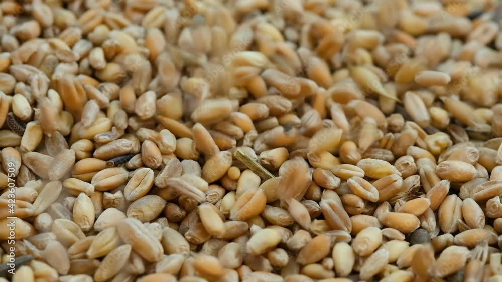 Falling wheat seeds grains,raw food ingredients,agricultural product,slow motion Falling wheat seeds grains,raw food ingredients,agricultural product,slow motion