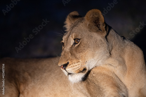 A Female Lion seen on a safari in South Africa