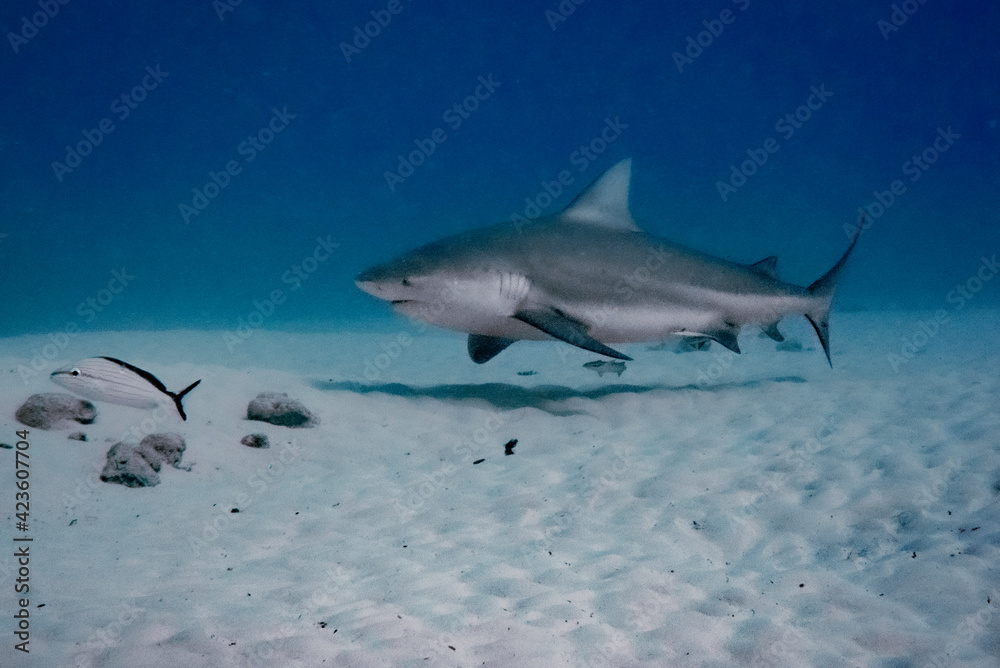 Fototapeta premium Diving with the bull shark in Playa del Carmen, México