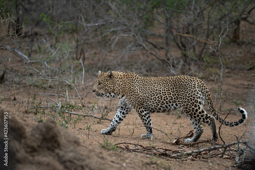 A Male Leopard seen on a safari in South Africa © rudihulshof
