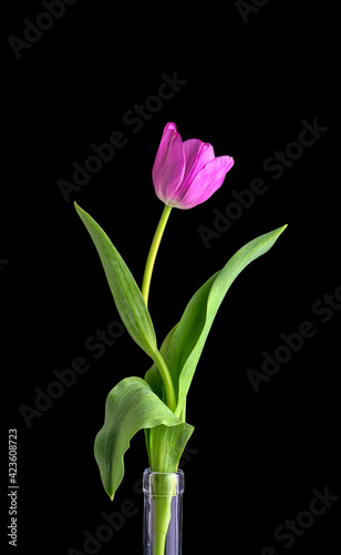 A beautiful single wavy pink tulip on a black background  © mauro53