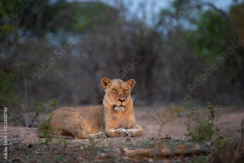 A Female Lion seen on a safari in South Africa © rudihulshof