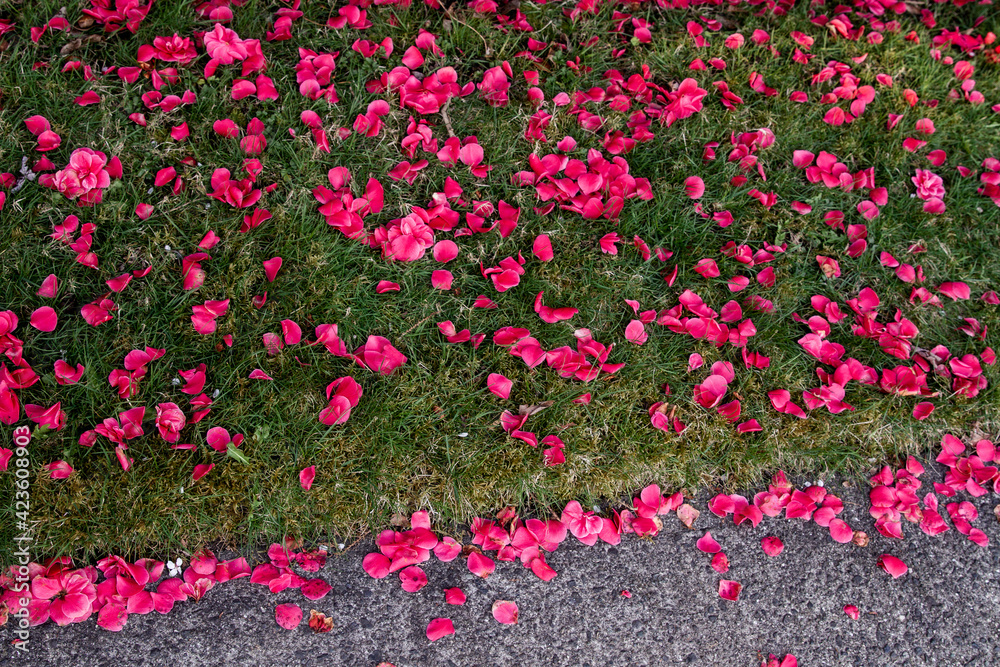 Many red camellia flowers scattered over the grass; finished pink camellia blossoms cover the grass and sidewalk.