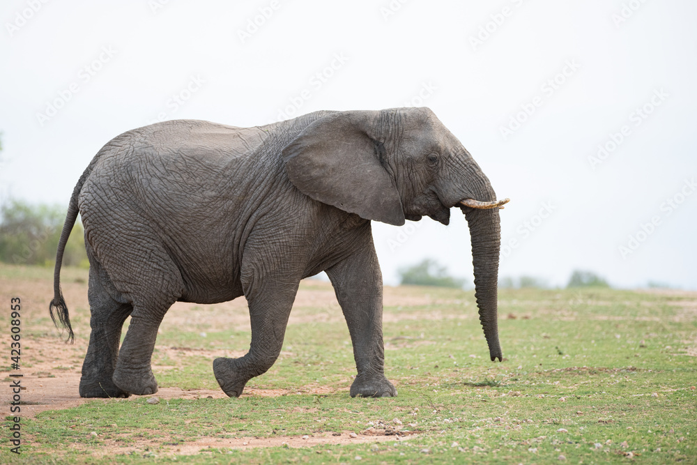 African Elephant seen on a safari in South Africa