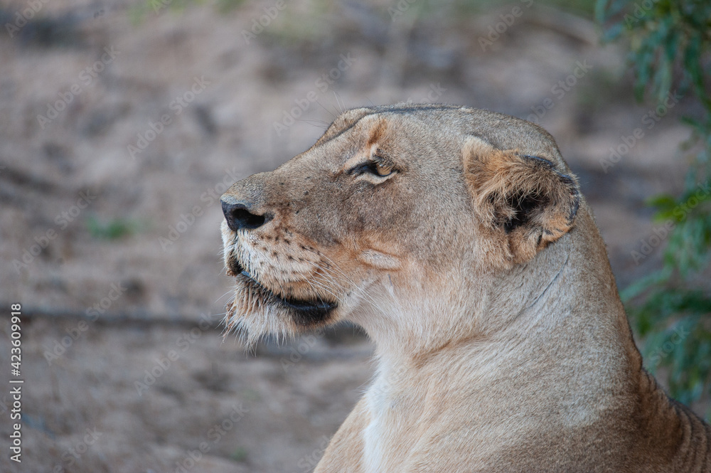 A Female Lion seen on a safari in South Africa A Female Lion seen on a safari in South Africa