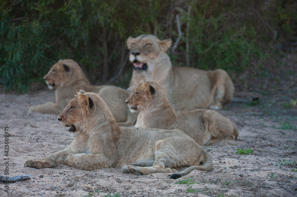 A Female Lion seen with her cubs on a safari in South Africa A Female Lion seen with her cubs on a safari in South Africa