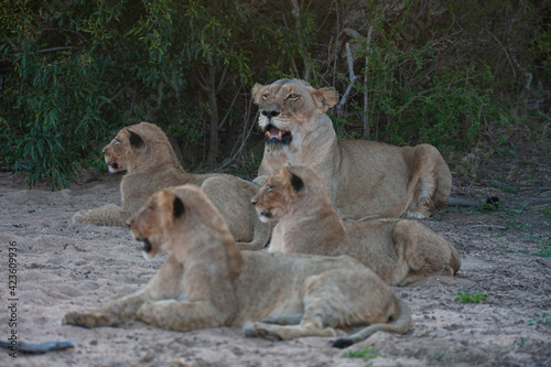 A Female Lion seen with her cubs on a safari in South Africa