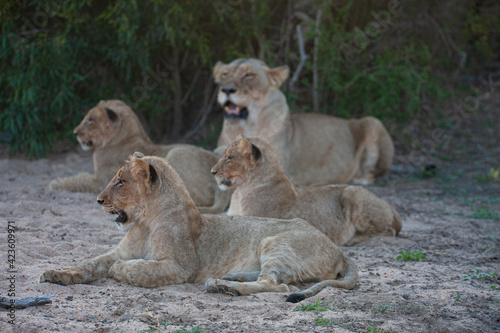 A Female Lion seen with her cubs on a safari in South Africa