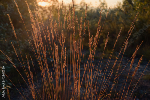 Planta de trigo 