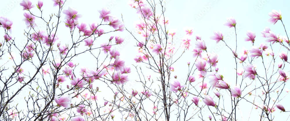 Magnolienblüten im Frühling vor hellen Hintergrund Magnolienblüten im Frühling vor hellen Hintergrund