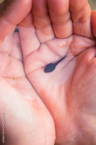 Child holding a tadpole with her hands.