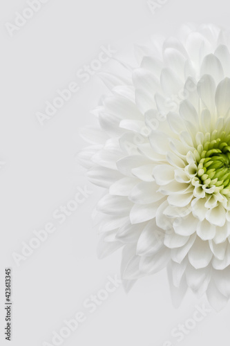 Fototapeta Naklejka Na Ścianę i Meble -  White Chrysanthemum closeup