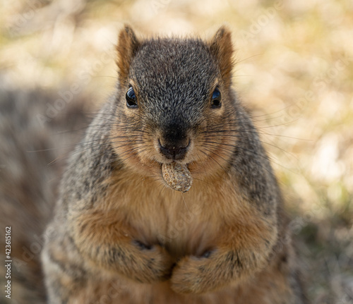 eastern fox squirrel holds a peanut in his mouth while looking at you
