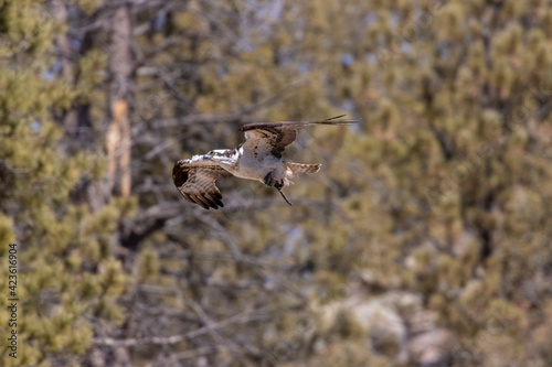 Osprey in Eleven Mile Canyon © swkrullimaging