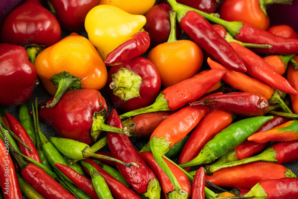 assorted chili peppers red, green and yellow vegetable background cooking