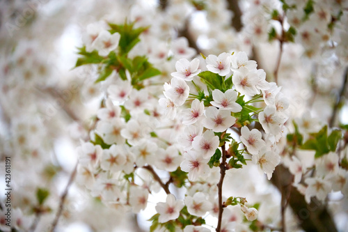 cherry tree in full bloom in spring