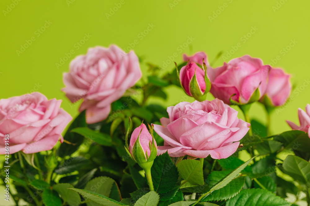 Small red-pink roses on a green background. Spring flowers. Copy space Small red-pink roses on a green background. Spring flowers. Copy space