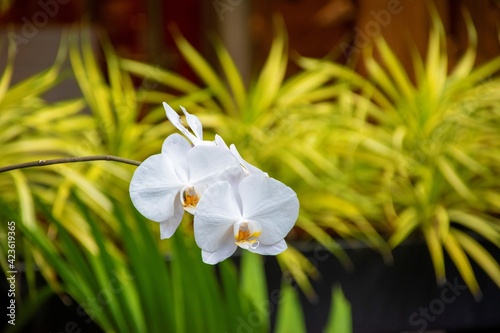white and yellow orchids hanging in the yard