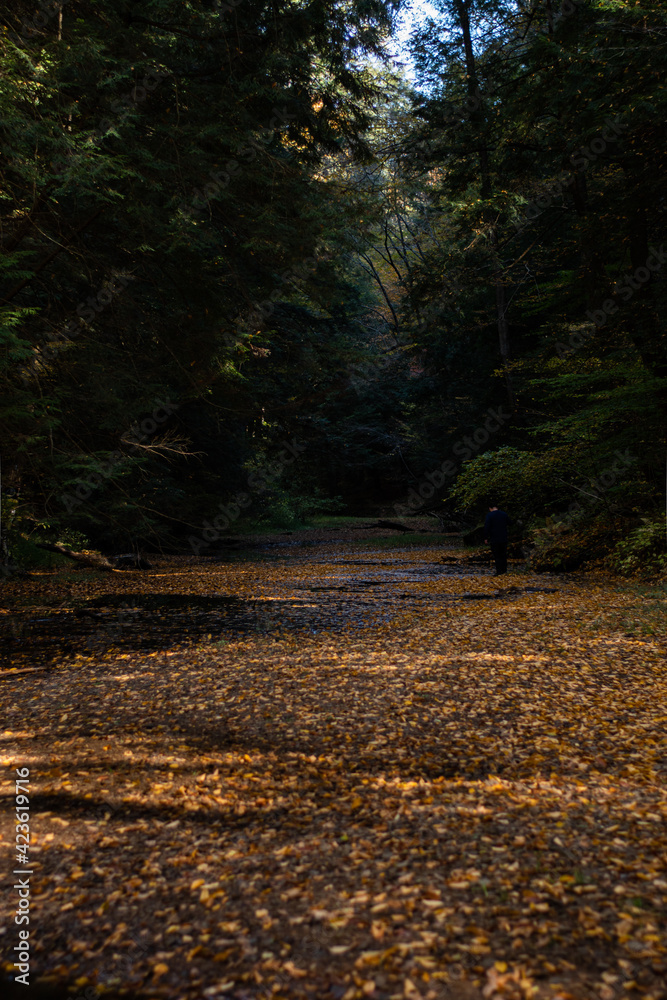 Obraz premium rock bed in the forest 