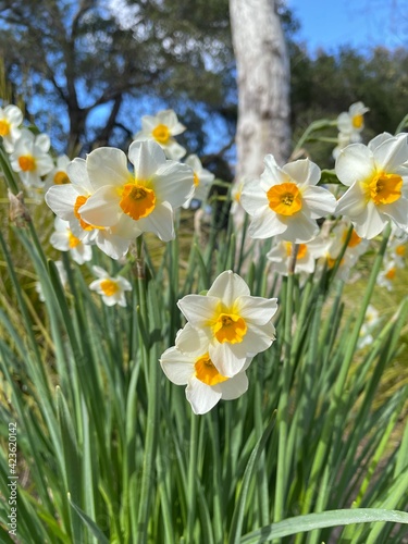 Fototapeta Naklejka Na Ścianę i Meble -  Bunch-flowered daffodil